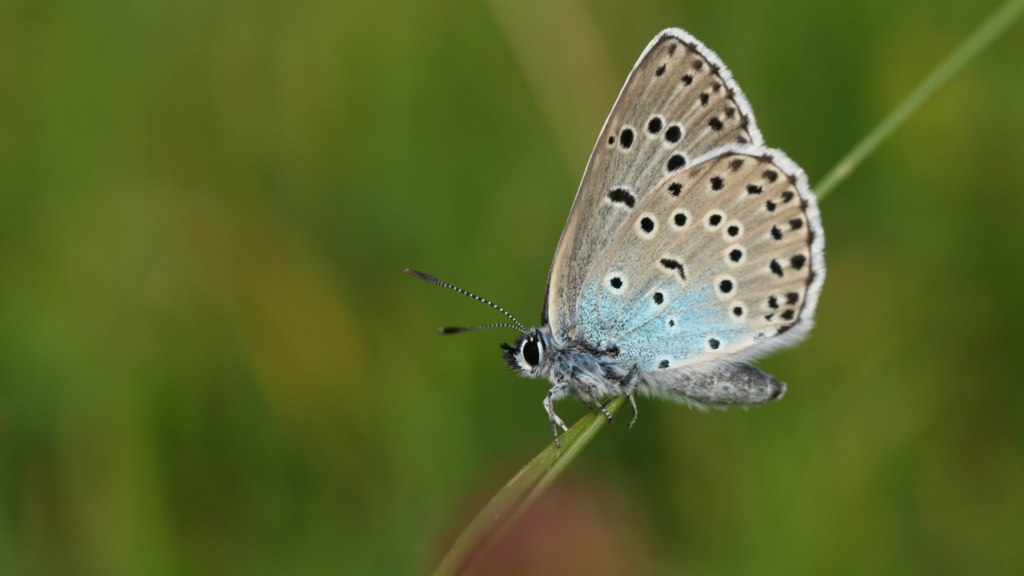 Invertebrate Surveys | Thomson Environmental Consultants