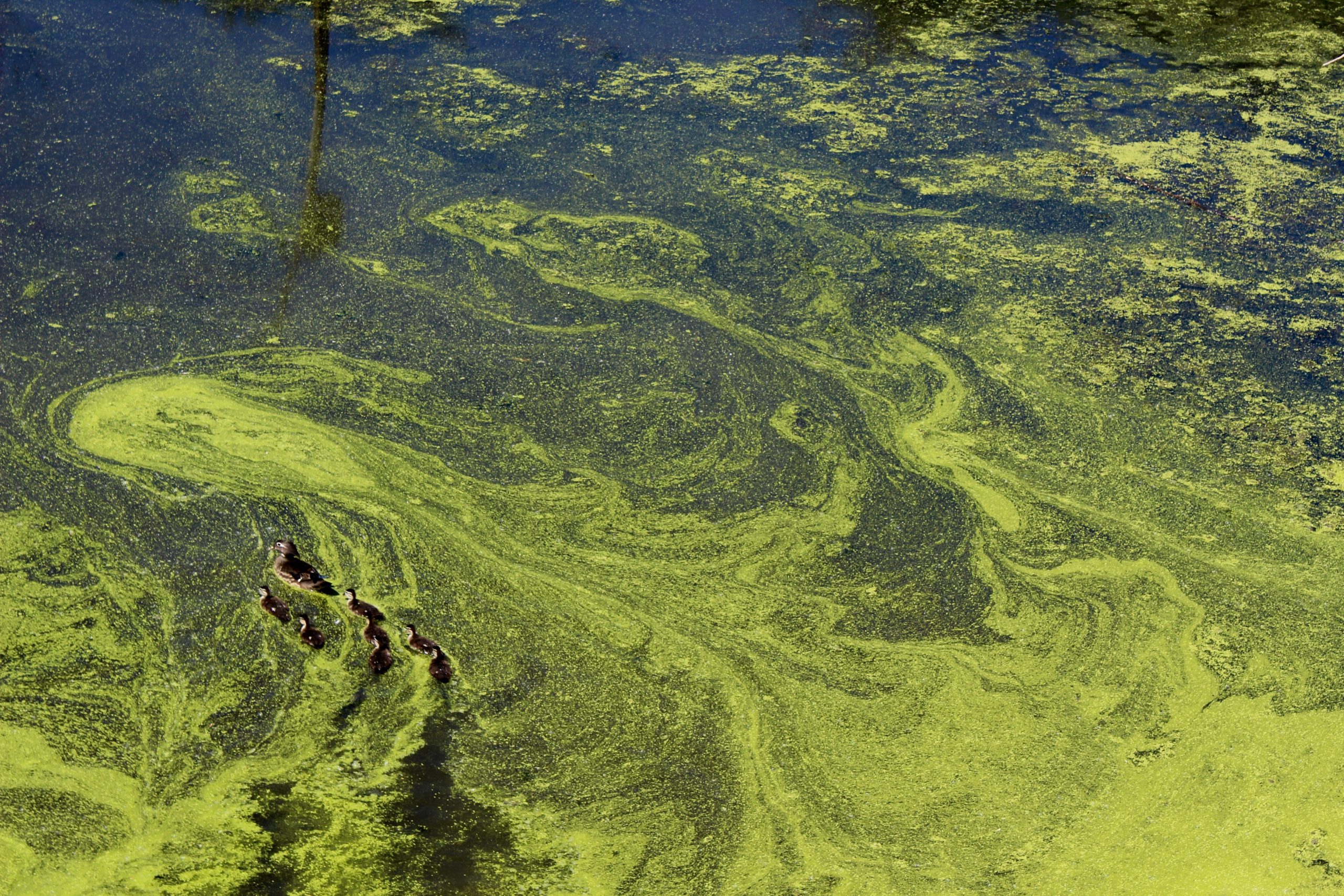 Фото водорослей в воде