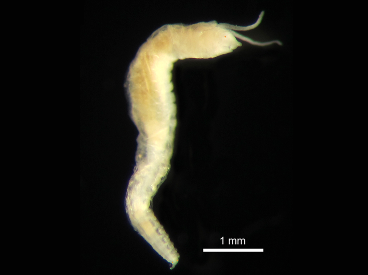 A New Worm Species Story Thomson Environmental Consultants