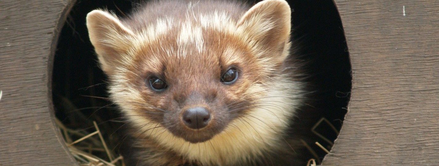 Pine Marten Surveys Arrange A Survey Thomson Ec